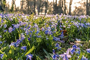 Blue Spring Flowers Drucke: Many squills (Scilla) on the meadow in spring