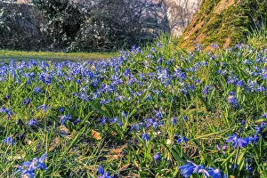 Northern Germany Scenery Drucke: Many squills (Scilla) on the meadow in spring