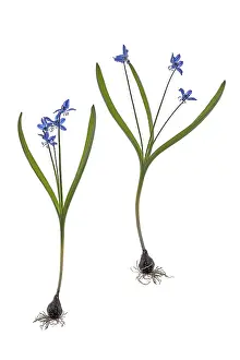 Squill Flower Drucke: Squills (Scilla) on white background, Germany