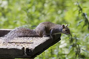 Rodents In Europe Drucke: Squirrel on top of a bird table