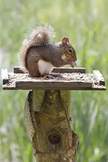 Deserted Bird Feeder Scene Drucke: Squirrel on top of a bird table feeding