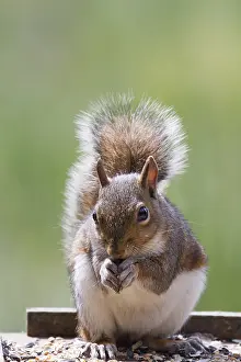 Animal Feed Ingestion Drucke: Squirrel on top of a bird table feeding