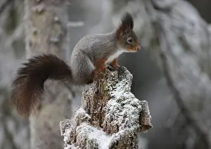 Winter Rodent Drucke: Squirrel on a branch