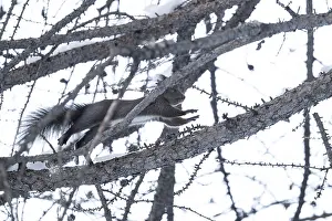 Snowy Mountainous Terrain Europe Drucke: A squirrel climbing a snow-covered tree in a wintery forest setting