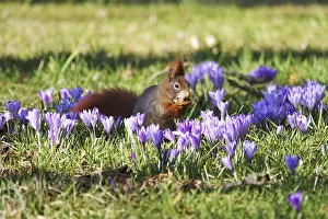 Winter Flowering Plants Drucke: Squirrel, crocus meadow, winter, Germany