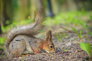 European Mammals Drucke: Squirrel eating a nutlet. Red squirrel
