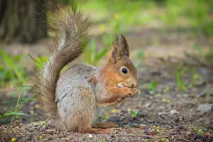 Drucke von Eichhörnchen isst ein Nussküchlein. Rotbauchmarmotze. Eichhörnchen isst. Nagetier. Tiere des Parks. Sommerpark Rotes Eichhörnchen Drucke: Eichhörnchen isst ein Nussküchlein. Rotbauchmarmotte