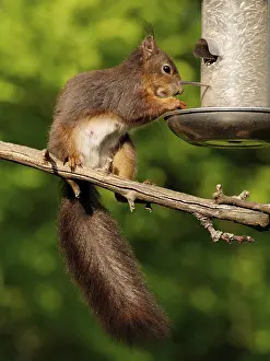 Drucke von Eichhörnchen frisst Vogelfutter Rotes Eichhörnchen Drucke: Eichhörnchen frisst Vogelfutter.