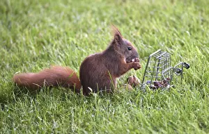 Northern German Wildlife Scene Drucke: A squirrel in grass eats nuts from a cage