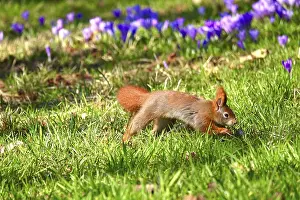Spring Heralds In Germany Drucke: Squirrel jumping on a crocus meadow