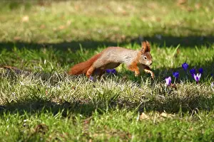 First Day Of Spring In Germany Drucke: Squirrel jumping on a crocus meadow
