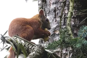 Middle Europe Nature Scenes Drucke: Squirrel, June, Germany