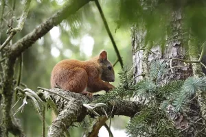 German Animal Pictures Drucke: Squirrel, June, Germany