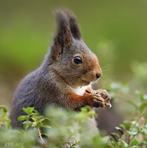 Norwegian Wildlife Photography Drucke: Squirrel in Norway