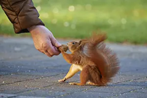 Eurasian Red Squirrel Drucke: A squirrel receiving nuts from a hand on a pavement