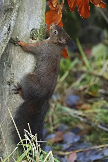 Squirrel Climbing Tree Drucke: Squirrel, Sciurus, climbing up a tree
