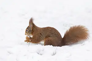Uninhabited German Landscape Drucke: Squirrel (Sciurus), Germany
