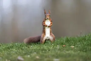 European Mammal Photography Drucke: Squirrel (Sciurus), Germany