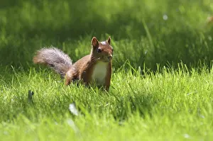 Central European Mammals Drucke: Squirrel (Sciurus), grass, sunlight, Germany