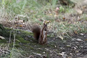 Deserted Forest Scenes Drucke: Squirrel (Sciurus), nut, forest floor