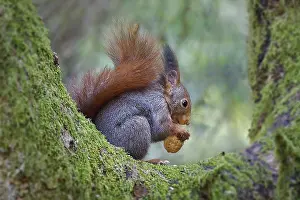 Nature Scenery Photography Drucke: A squirrel (Sciurus) sits on a mossy tree and holds a nut in its paws