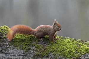 Eurasian Red Squirrel Drucke: The squirrel (Sciurus vulgaris)