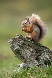 Northern Europe Animals Drucke: Squirrel (Sciurus vulgaris), Aviemore