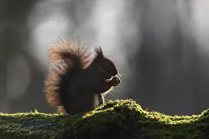 Drucke von Eichhörnchen (Sciurus vulgaris) im Rücklicht, süß, niedlich, Februar, Deutschland Rotes Eichhörnchen Drucke: Eichhörnchen (Sciurus vulgaris) im Rücklicht.