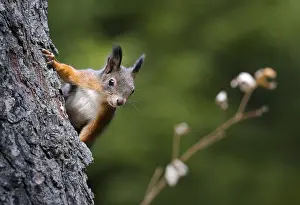 Squirrel Climbing Tree Drucke: Squirrel (Sciurus vulgaris), climbing on a tree trunk