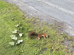 Central Europe Rodents Drucke: Squirrel (Sciurus vulgaris) dead squirrel on the roadside