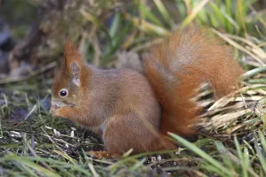 Eichhörnchen, Sciurus vulgaris, isst.