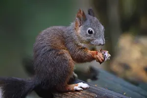 Animal Feed Europe Drucke: Squirrel (Sciurus vulgaris), eating a nut