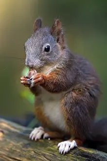 Rodent Animal Feed Drucke: Squirrel (Sciurus vulgaris), eating a nut