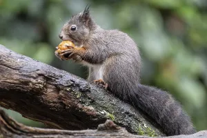Sciurus Vulgaris Species Drucke: Squirrel (Sciurus vulgaris), Emsland