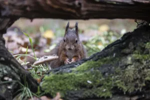 North German Fauna Drucke: Squirrel (Sciurus vulgaris), Emsland
