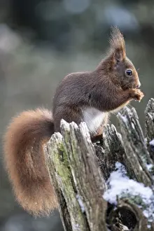 Middle Europe Mammals Drucke: Squirrel (Sciurus vulgaris), Emsland