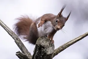 Middle Europe Mammals Drucke: Squirrel (Sciurus vulgaris), Emsland