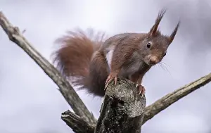 Central Europe Rodent Drucke: Squirrel (Sciurus vulgaris), Emsland