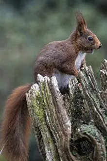 Middle Europe Mammals Drucke: Squirrel (Sciurus vulgaris), Emsland
