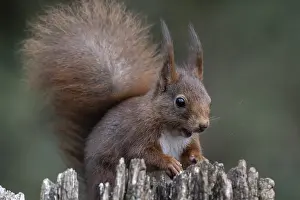 Middle Europe Mammals Drucke: Squirrel (Sciurus vulgaris), Emsland