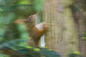 Eurasian Red Squirrel Drucke: A squirrel (Sciurus vulgaris) moving fast in the forest