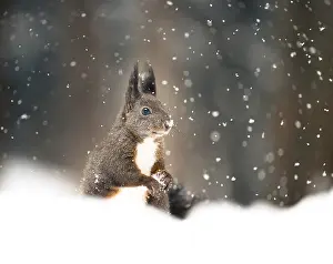 Drucke von Eichhörnchen (Sciurus vulgaris) während Schneefall, Graubünden, Schweiz Eichhörnchen (Sciurus vulgaris) während Schneefall, Graubünden, Schweiz Rotes Eichhörnchen Drucke: Eichhörnchen (Sciurus vulgaris) während des Schneefalls.