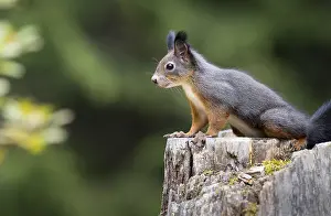 Drucke von Eichhörnchen (Sciurus vulgaris) auf einem Baumstumpf, Graubünden, Schweiz Eichhörnchen (Sciurus vulgaris) auf einem Baumstumpf, Graubünden, Schweiz Rotes Eichhörnchen Drucke: Eichhörnchen (Sciurus vulgaris) auf einem Baumstumpf.