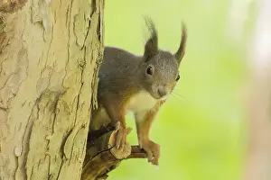 Eurasian Red Squirrel Drucke: A squirrel (Sciurus vulgaris) on a tree trunk in a green environment