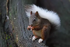 European Red Squirrel Drucke: Squirrel (Sciurus vulgaris), with white tail