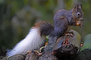 German Mammal Species Drucke: Squirrel (Sciurus vulgaris), with white tail