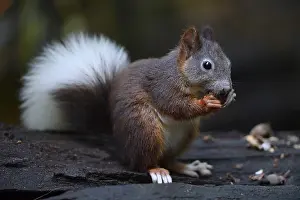 Brandenburg Germany Wildlife Drucke: Squirrel (Sciurus vulgaris), with white tail