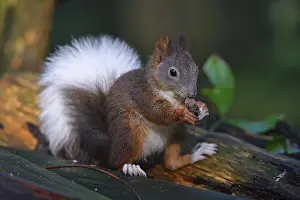 European Red Squirrel Drucke: Squirrel (Sciurus vulgaris), with white tail