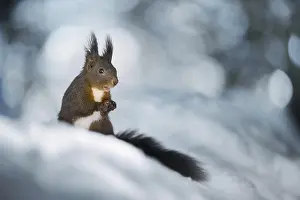 Drucke von Eichhörnchen (Sciurus vulgaris) im Winter, Graubünden, Schweiz Eichhörnchen (Sciurus vulgaris) im Winter, Graubünden, Schweiz Rotes Eichhörnchen Drucke: Eichhörnchen (Sciurus vulgaris) im Winter.