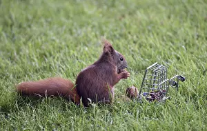 Deserted Supermarket Scene Drucke: A squirrel sits in the grass and eats nuts from a small cage
